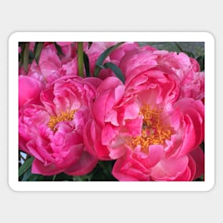 Pink Peonies Sticker